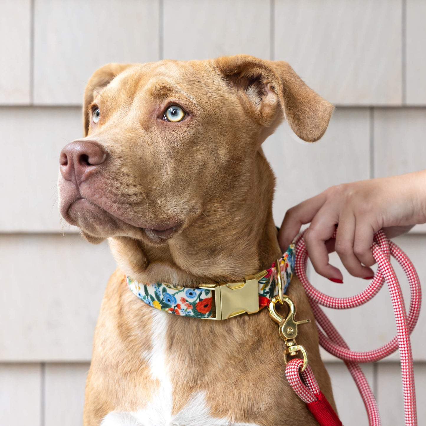 Strawberry Rope Dog Leash