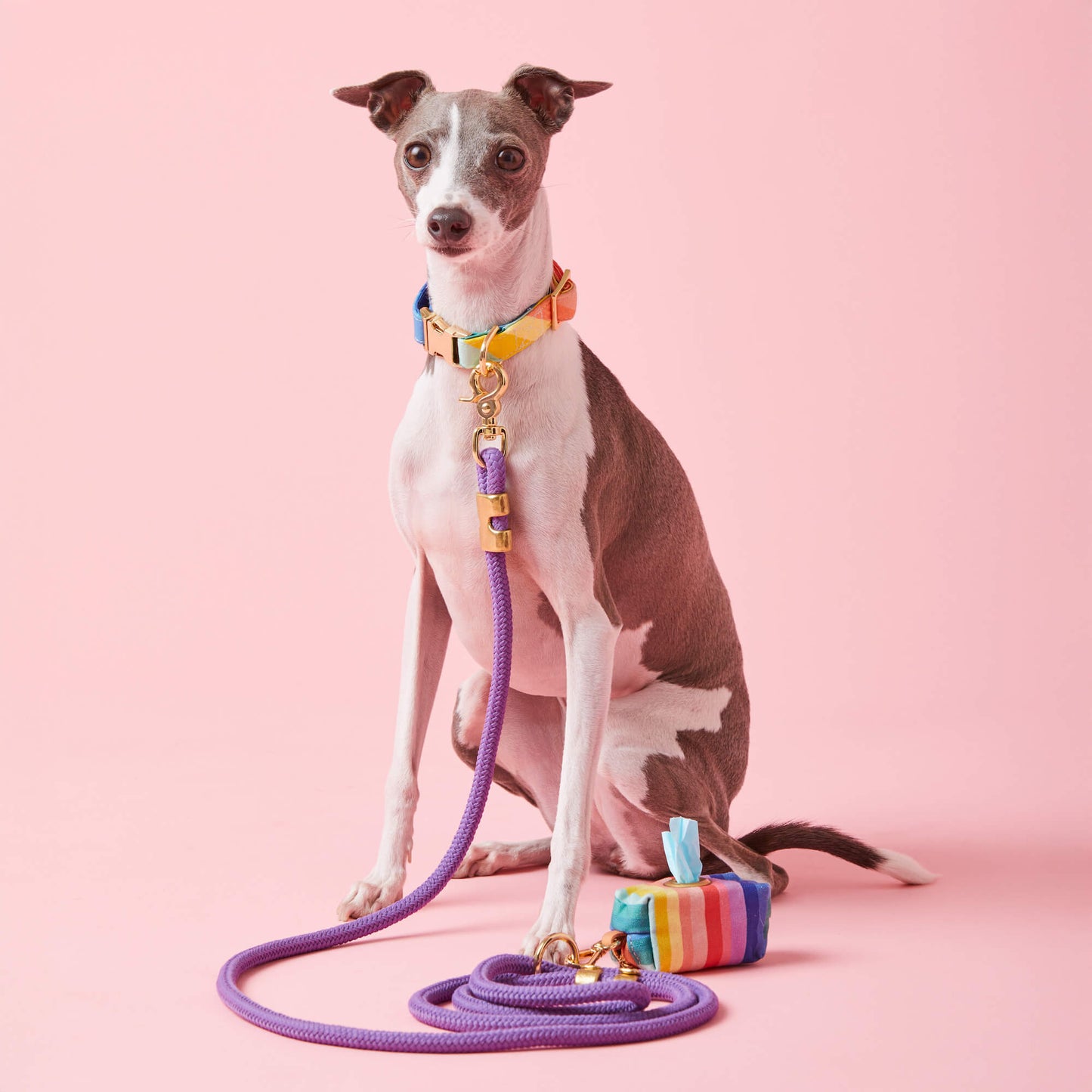 Violet Rope Dog Leash