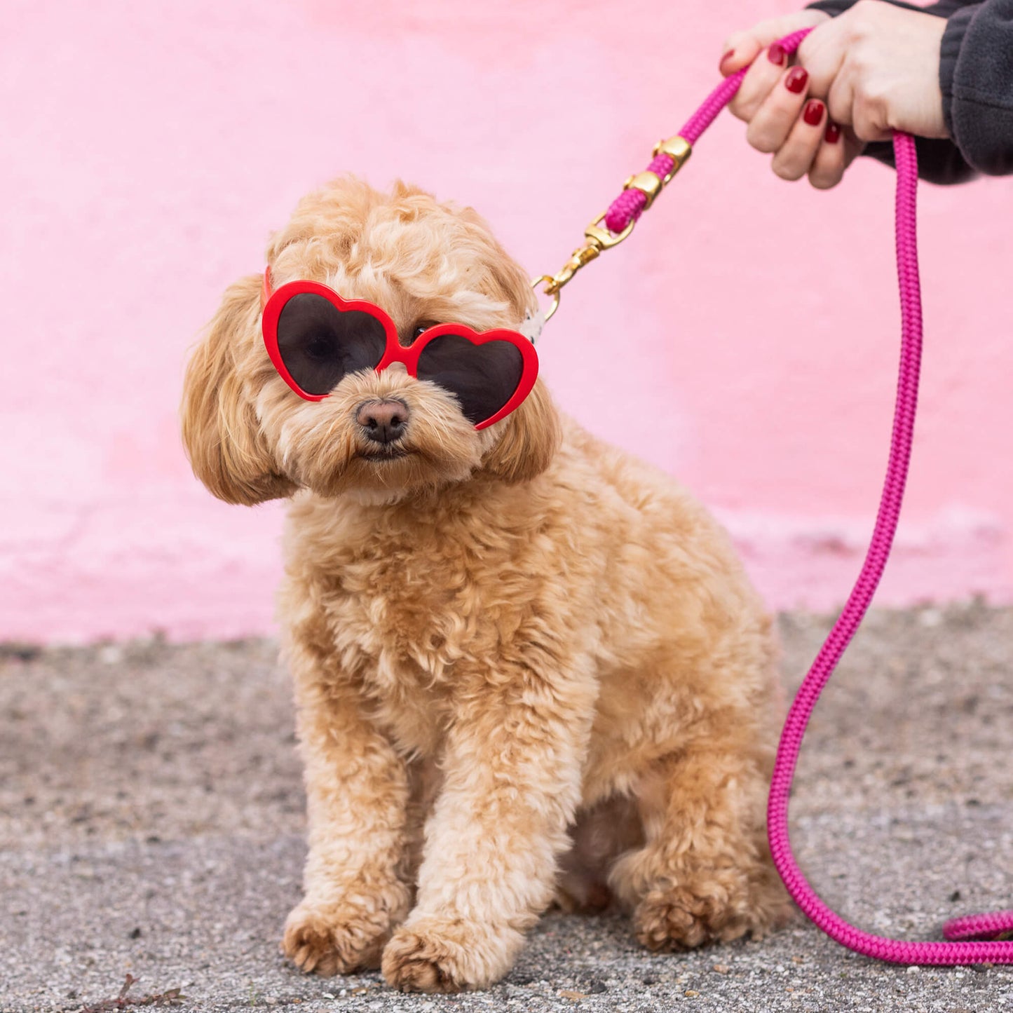 Hot Pink Rope Dog Leash