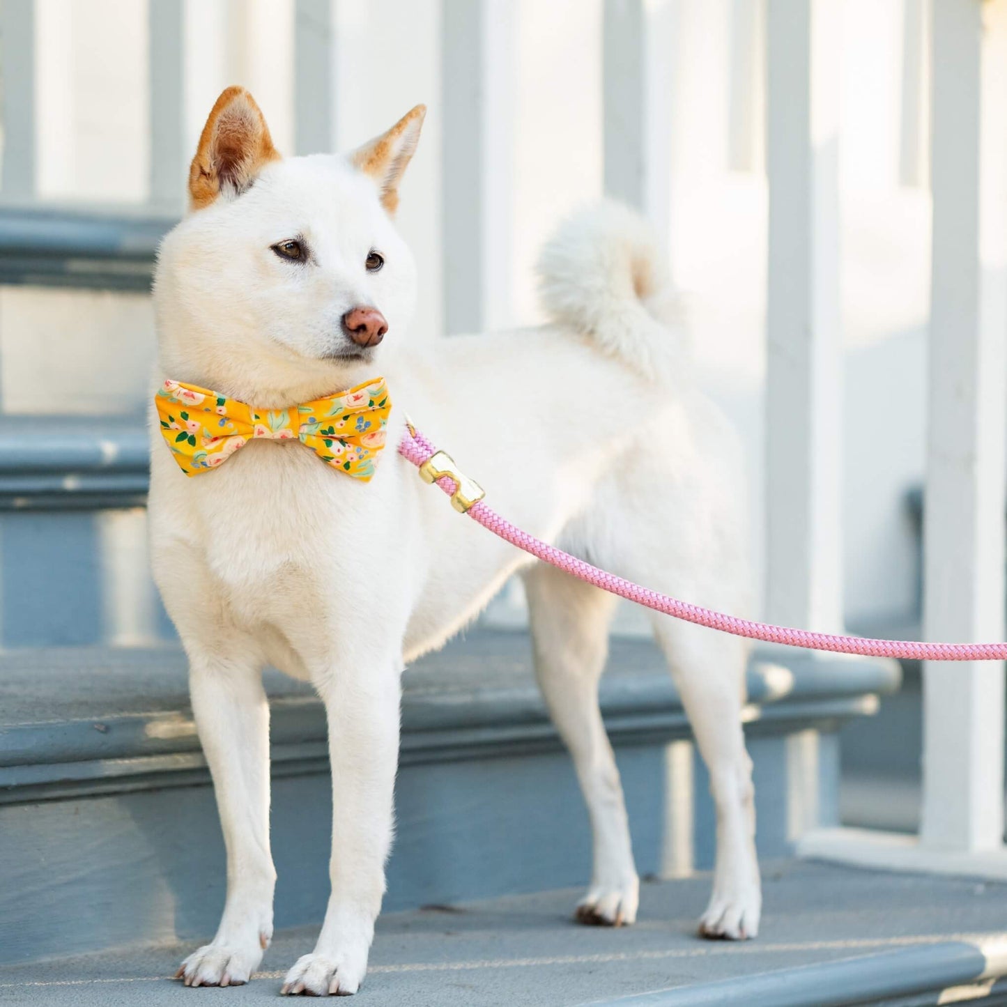 Orchiid Rope Dog Leash